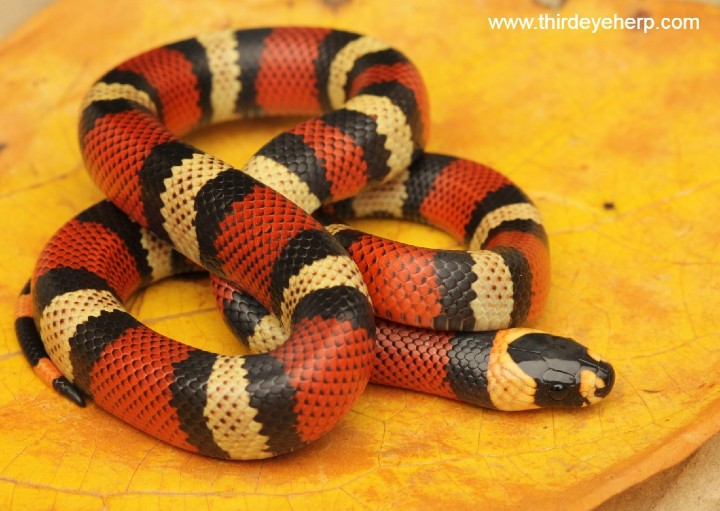 Tri-color Honduran Milk Snake